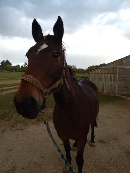 Photo de profil du cheval