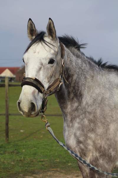 Photo de profil du cheval