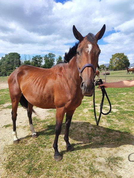 Photo de profil du cheval