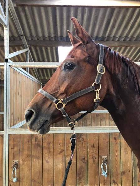 Photo de profil du cheval
