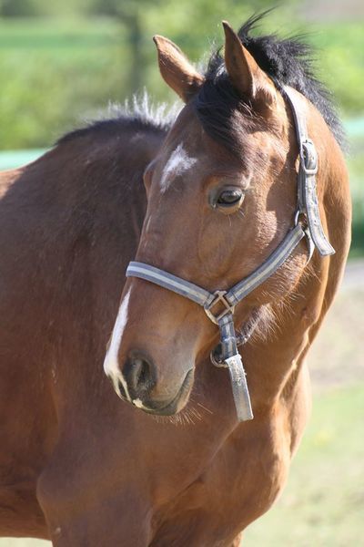 Photo de profil du cheval