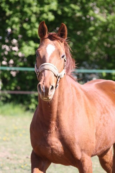 Photo de profil du cheval