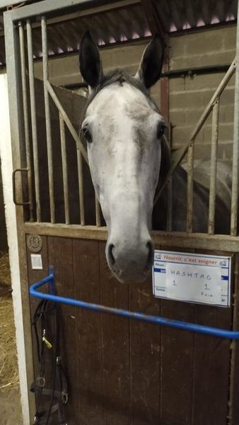 Photo de profil du cheval