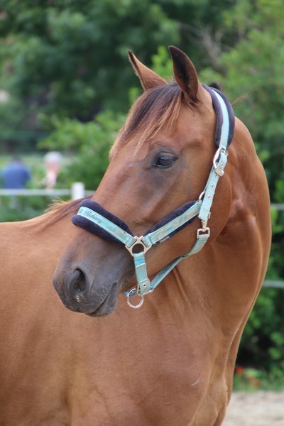 Photo de profil du cheval