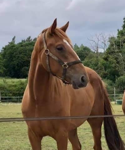 Photo de profil du cheval