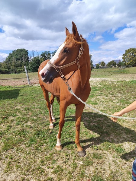 Photo de profil du cheval