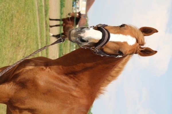 Photo de profil du cheval