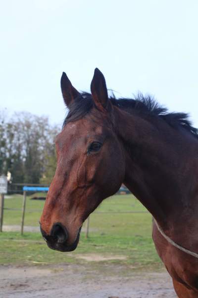Photo de profil du cheval
