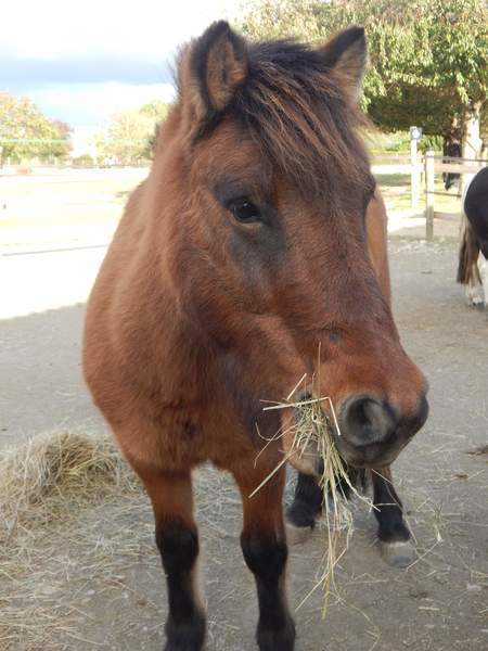 Photo de profil du cheval