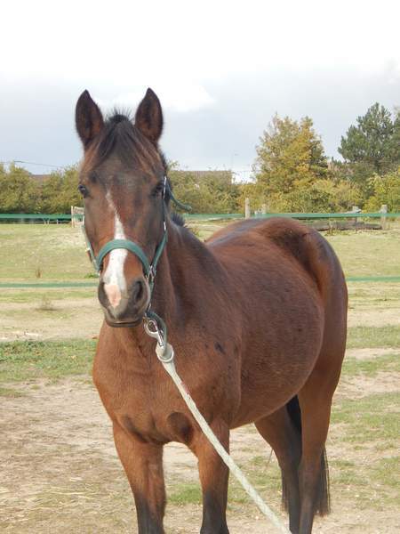 Photo de profil du cheval