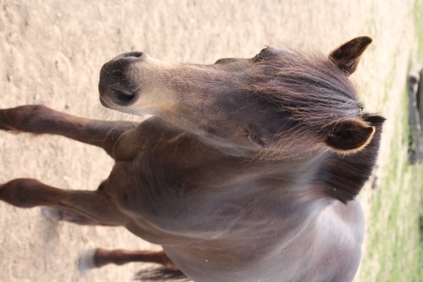Photo de profil du cheval