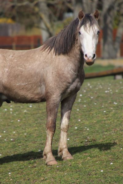 Photo de profil du cheval