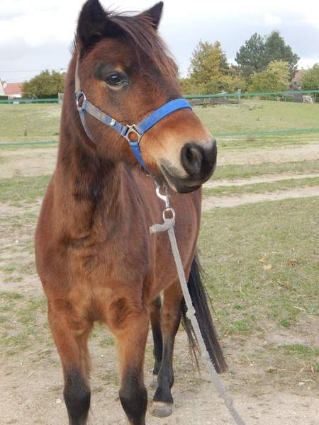 Photo de profil du cheval