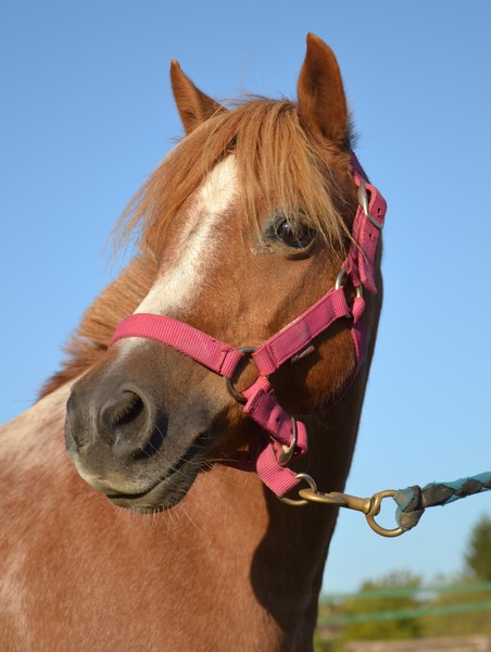 Photo de profil du cheval