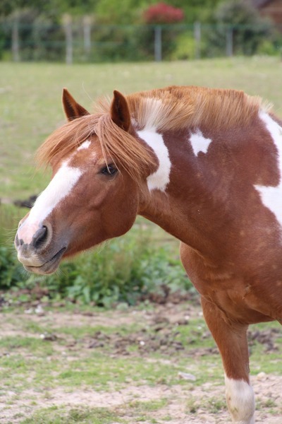 Photo de profil du cheval