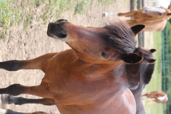 Photo de profil du cheval
