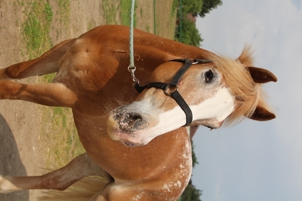 Photo de profil du cheval