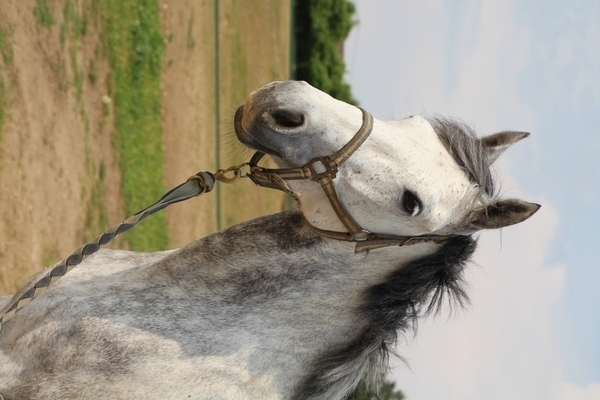 Photo de profil du cheval