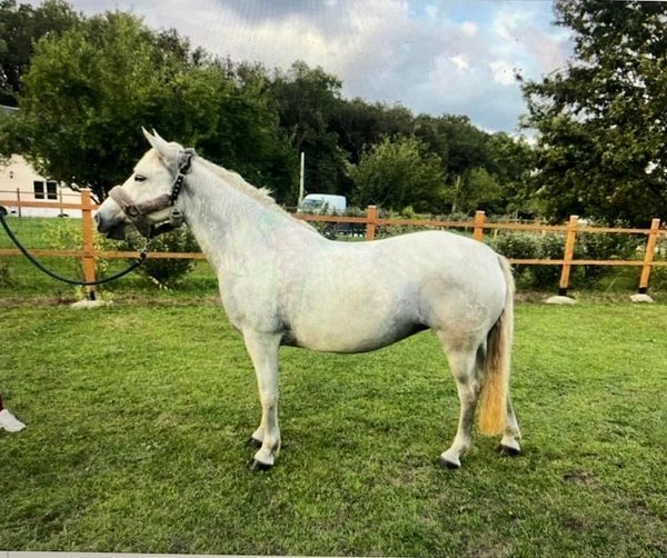 Photo de profil du cheval