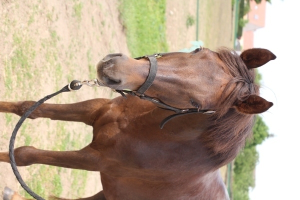 Photo de profil du cheval