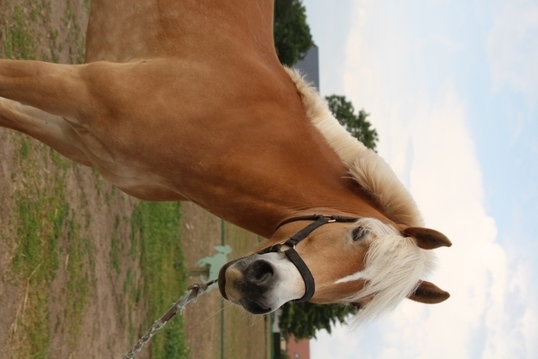 Photo de profil du cheval