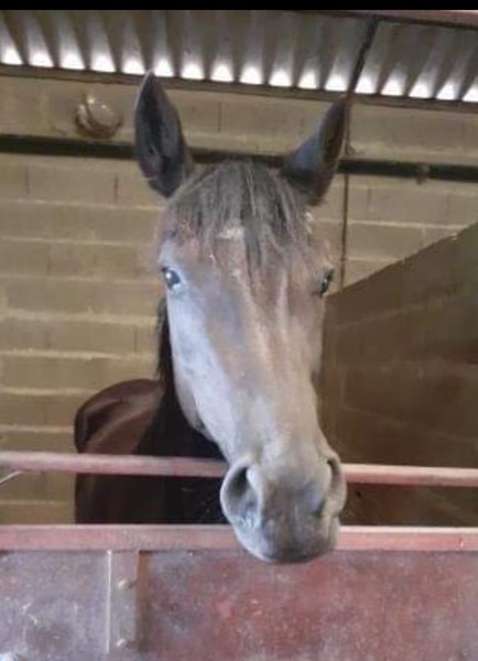 Photo de profil du cheval