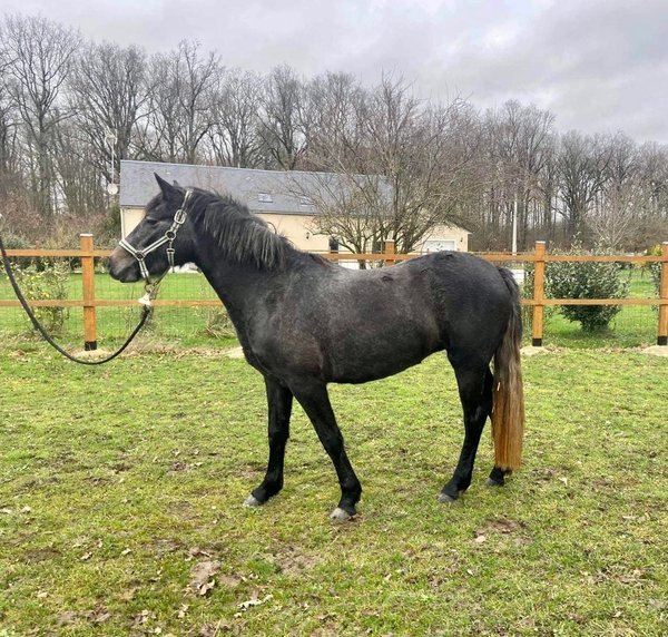 Photo de profil du cheval