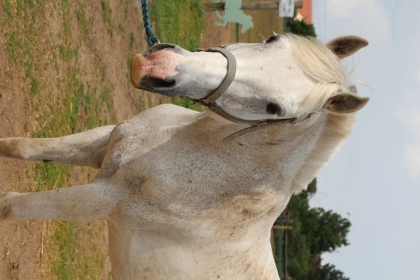 Photo de profil du cheval