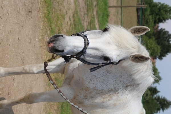 Photo de profil du cheval