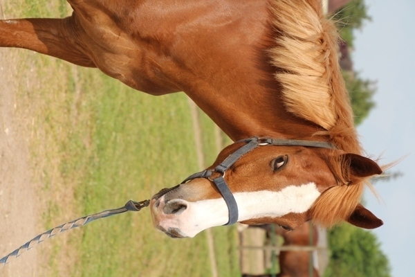 Photo de profil du cheval