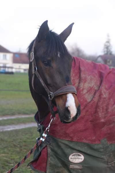 Photo de profil du cheval