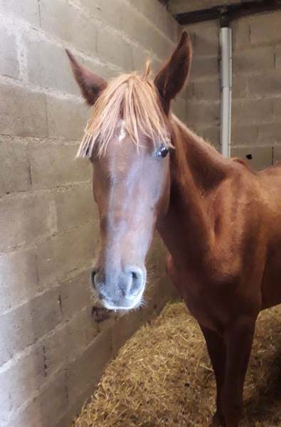 Photo de profil du cheval