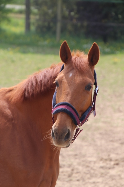 Photo de profil du cheval