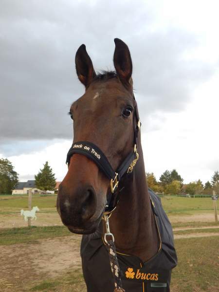 Photo de profil du cheval