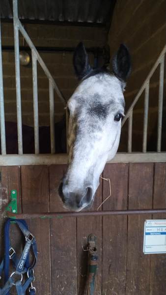 Photo de profil du cheval