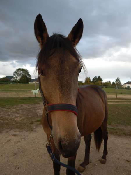 Photo de profil du cheval