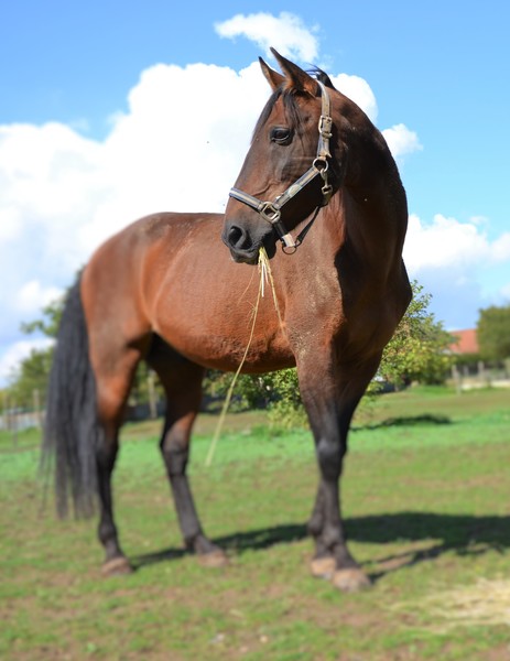 Photo de profil du cheval