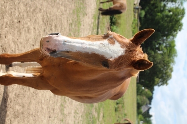 Photo de profil du cheval