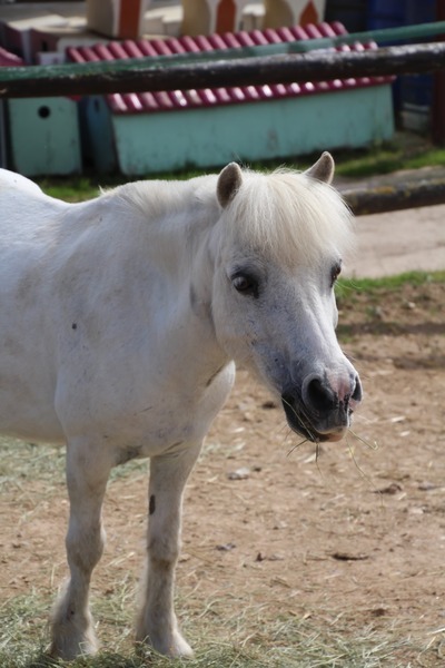 Photo de profil du cheval