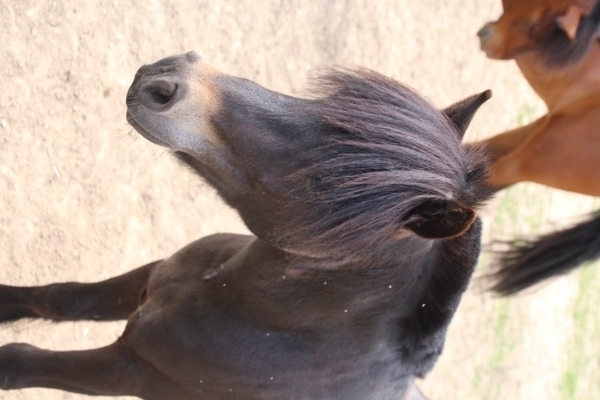 Photo de profil du cheval