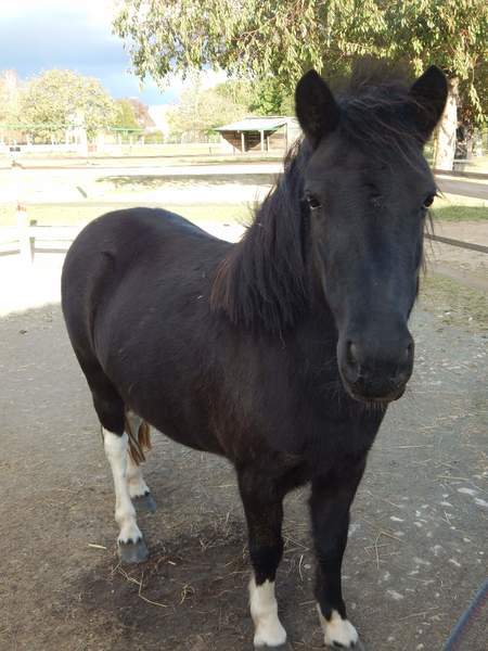 Photo de profil du cheval