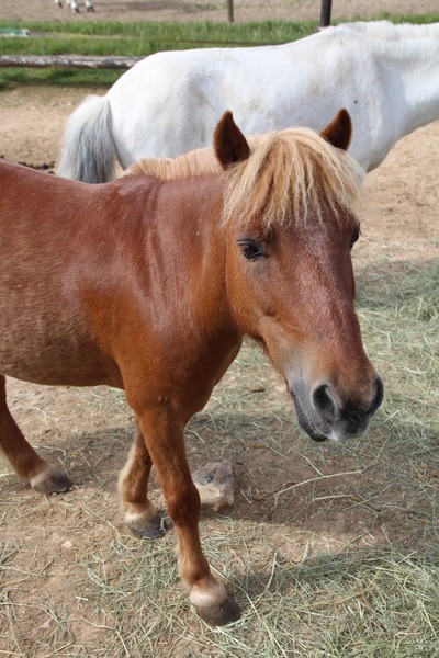 Photo de profil du cheval
