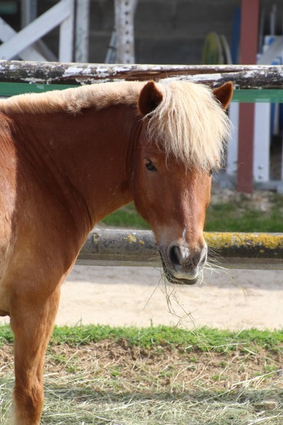 Photo de profil du cheval