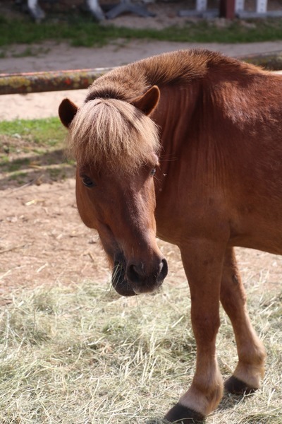 Photo de profil du cheval